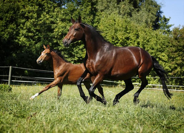 A brown mare with a foal
