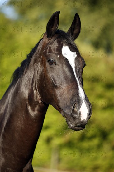 Black horse