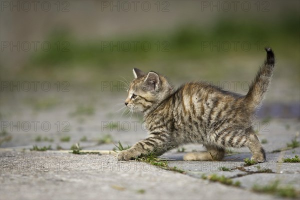 Brown-tabby kitten shirking from something