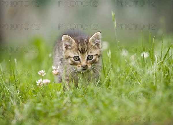 Brown-tabby kitten on a meadow