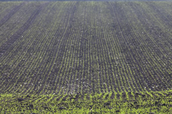 Burgeoning field