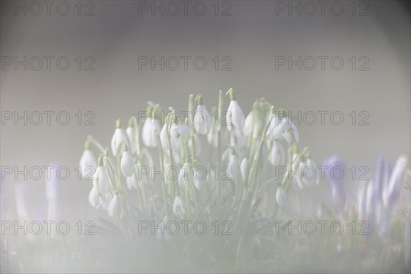 Snowdrops (Galanthus nivalis hybrid)