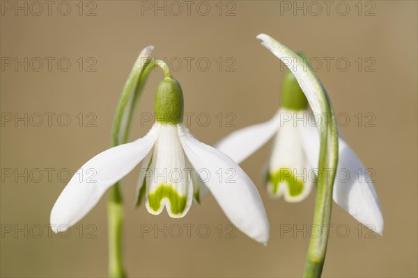 Snowdrops (Galanthus nivalis hybrid)