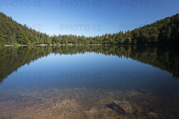 Forest being reflected in lake Feldsee