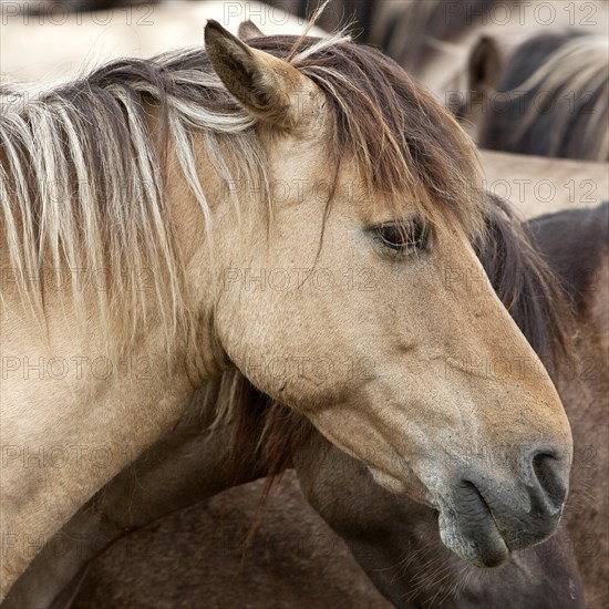 Dülmen pony