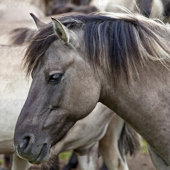 Dulmen pony