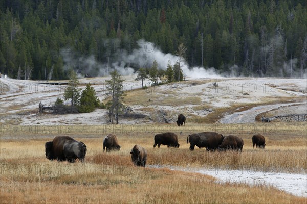 Herd of American bisons (Bison bison)