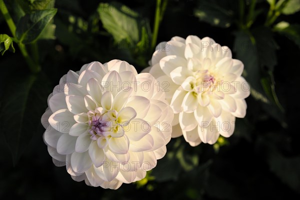 Pink round Dahlia (Dahlia) "Eveline"