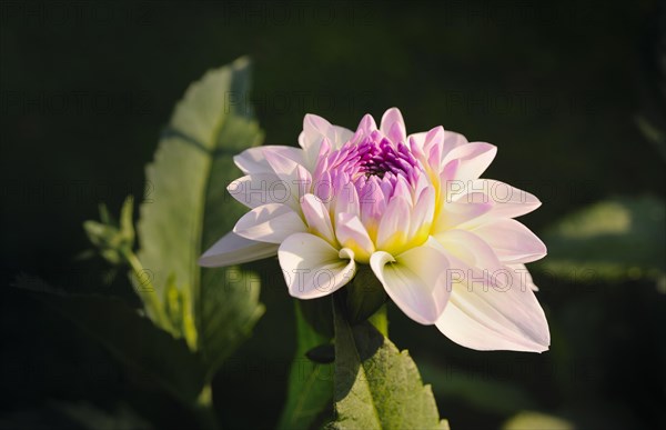 Round Dahlia (Dahlia) "Eveline"
