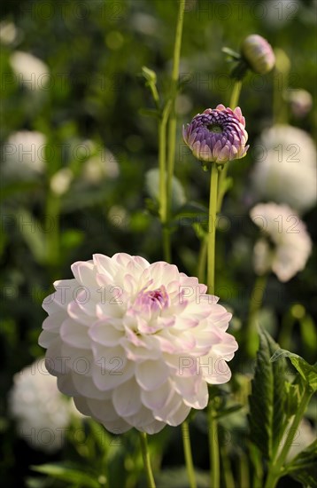Pink round Dahlia (Dahlia) 'Eveline'