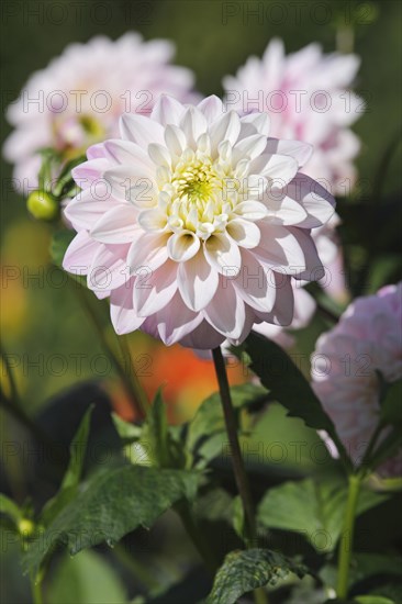 Dahlia cultivar Zebrano (Dahlia Zebrano)