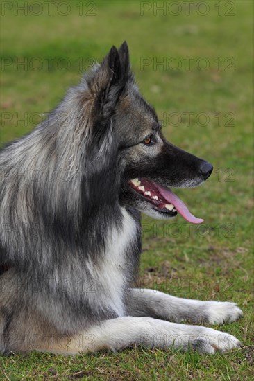 German Shepherd mixed breed