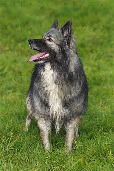 German Shepherd mixed breed