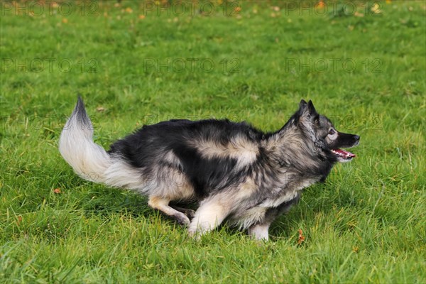 German Shepherd mixed breed running across a meadow