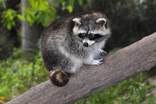 Raccoon (Procyon lotor) climbing on a tree