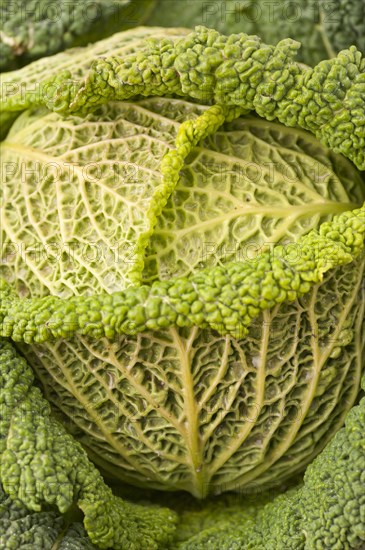Savoy cabbage (Brassica oleracea convar. capitata var. sabauda)