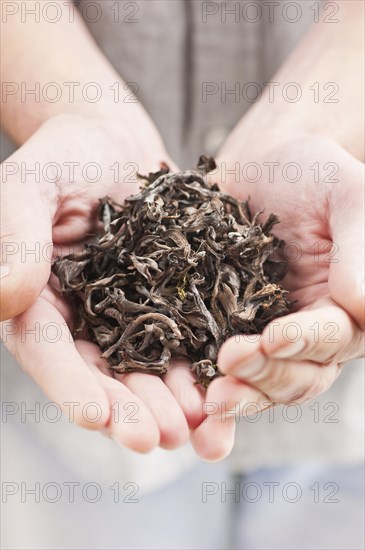 Hands full of dried edible mushrooms