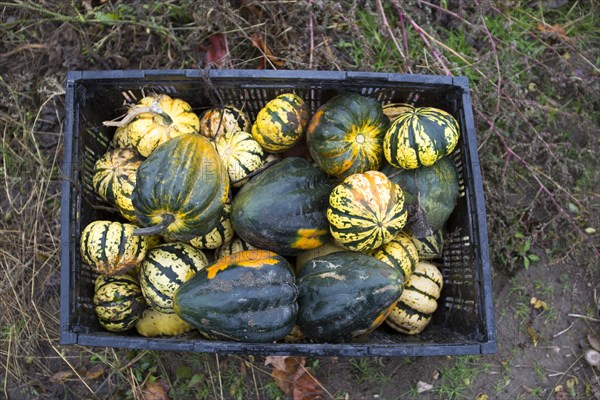 A bin of squash