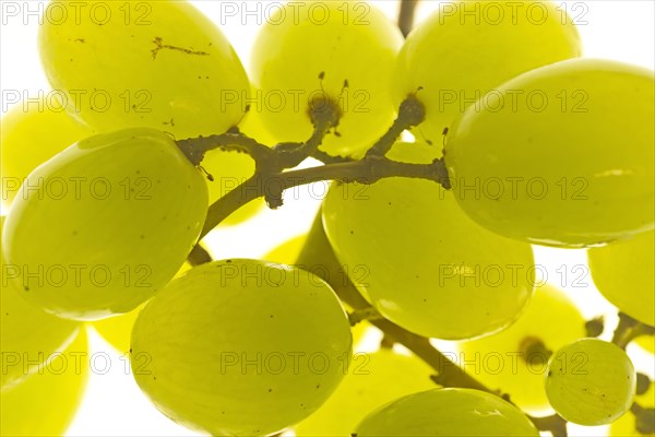 Seedless white grapes