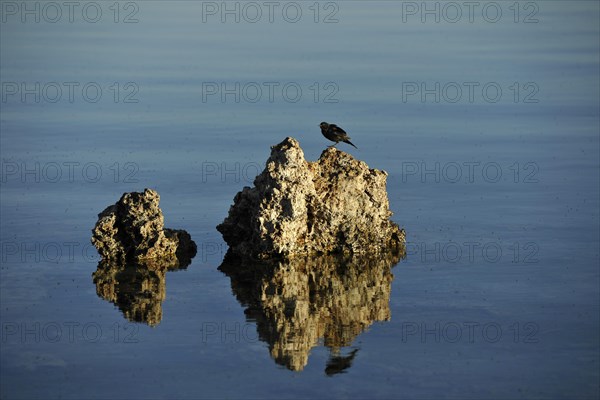 A bird and shore flies (Ephydra hians)