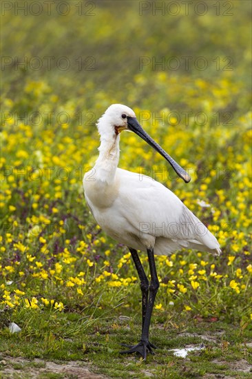 Eurasian Spoonbill (Platalea leucorodia)