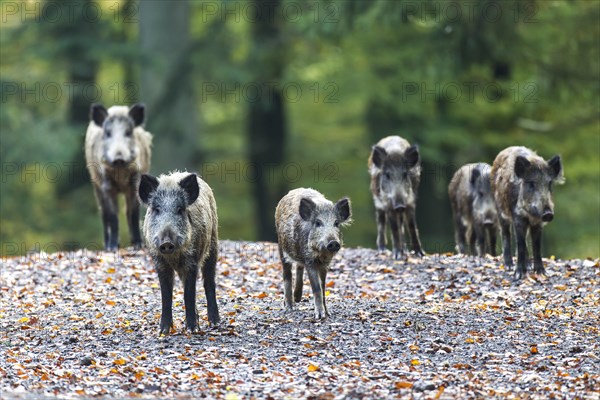 Wild boars (Sus scrofa)