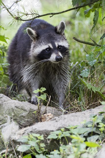 North American Raccoon (Procyon lotor) in compound