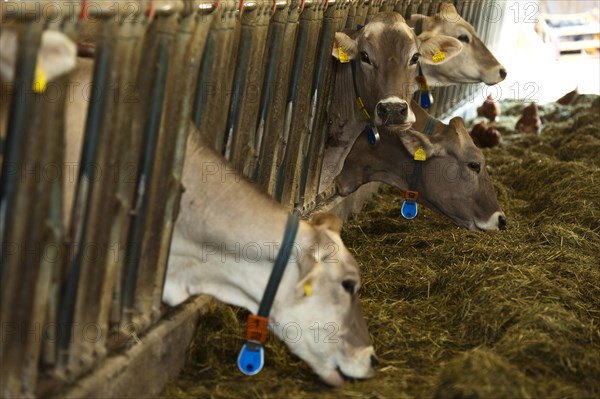 Cows in a barn
