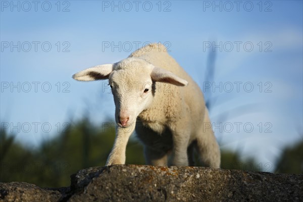 Lamb standing on a rock