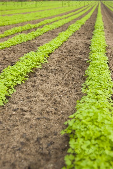 Carrot field