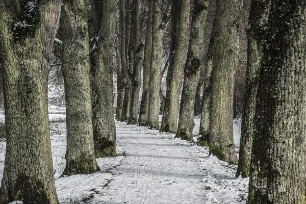 A tree-lined road in winter