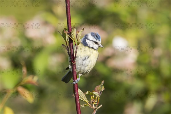 Blue Tit (Cyanistes caeruleus syn Parus caeruleus)