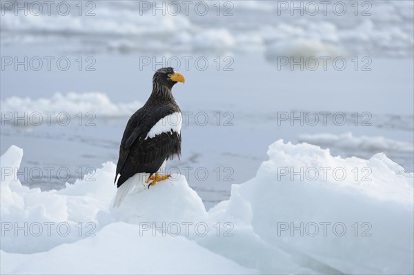 Steller's Sea Eagle (Haliaeetus pelagicus) perched on an ice floe