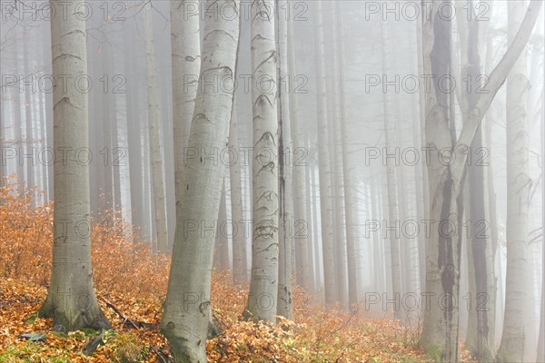 Autumn beech forest