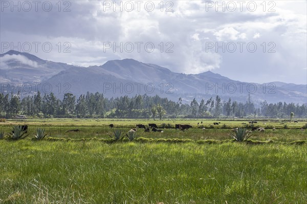 Pastures of the farm of La Collpa