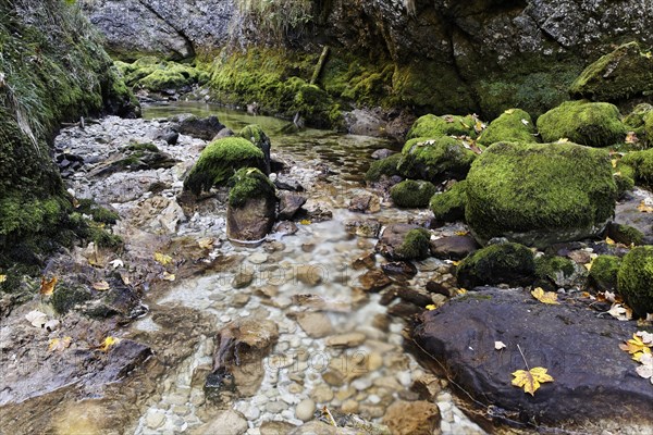Moss covered rocks with autumn leaves