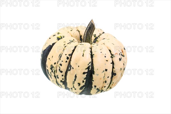 Squash