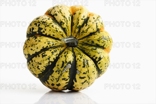 Chameleon Pumpkin