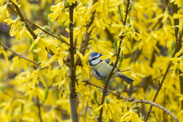 Blue Tit (Cyanistes caeruleus syn Parus caeruleus)