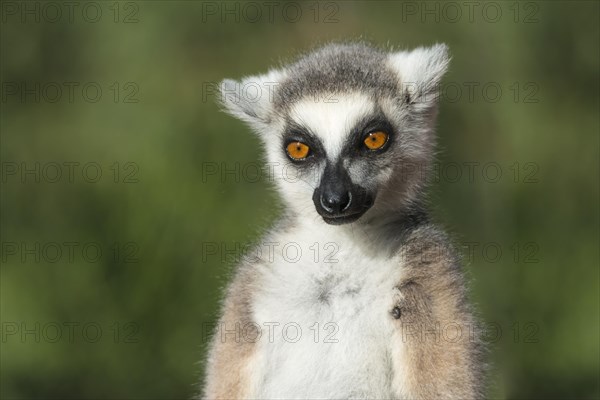 Ring-tailed Lemur (Lemur catta)