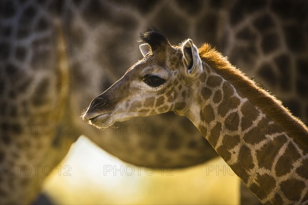 Angolan Giraffe (Giraffa camelopardalis angolensis)