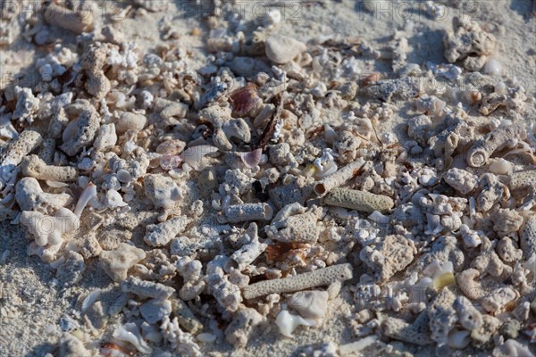 Coral sand