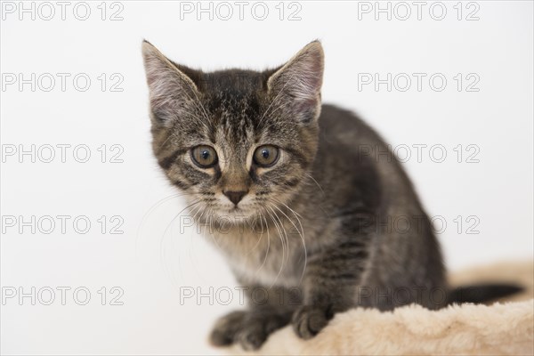 Young tabby domestic cat