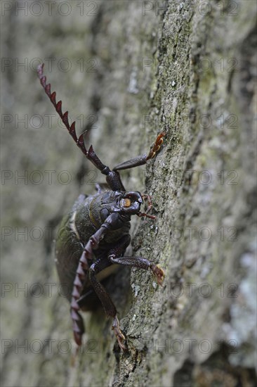 Black longicorn beetle (Spondylis buprestoides)