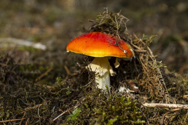 Fly agaric (Amanita muscaria)
