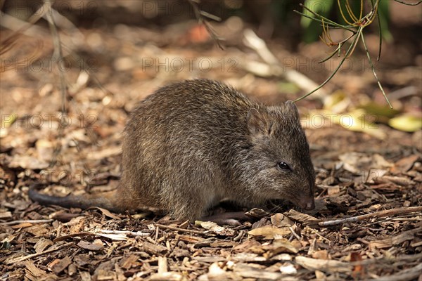 Long-nosed potoroo (Potorous tridactylus) adult