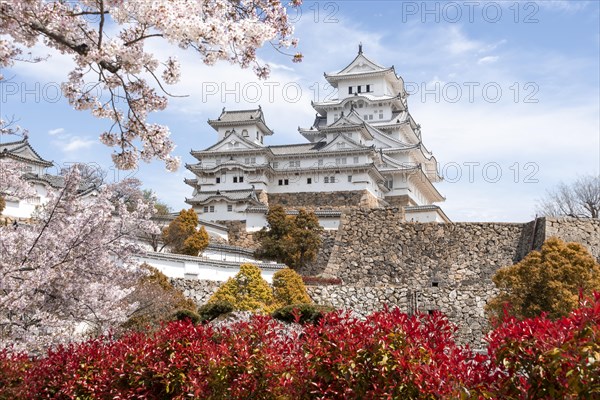 Blossoming cherry trees
