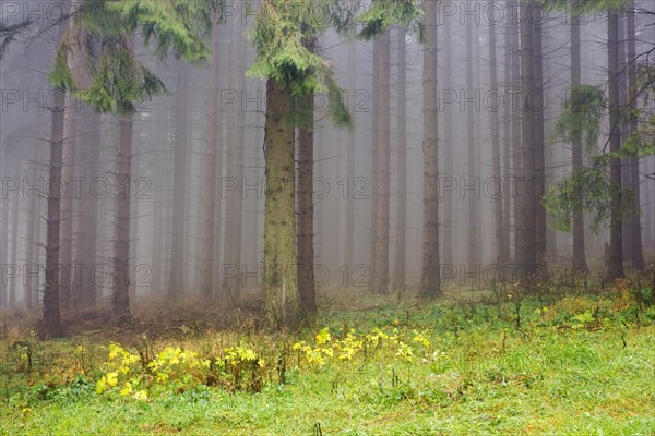 Edge of the spruce forest