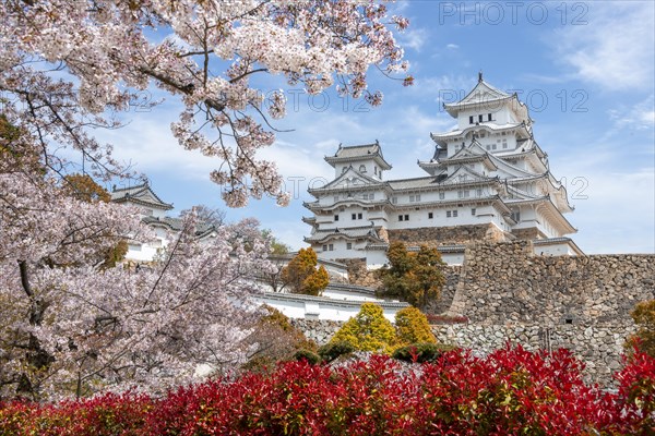 Blossoming cherry trees