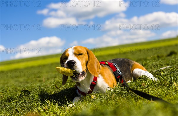 Tricolour Beagle